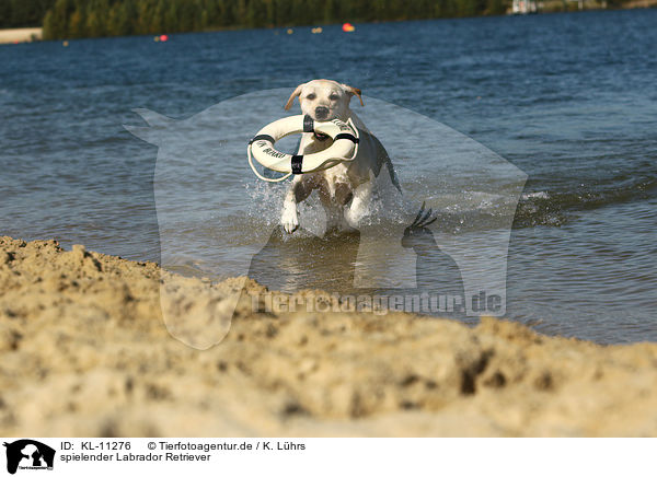 spielender Labrador Retriever / playing Labrador Retriever / KL-11276