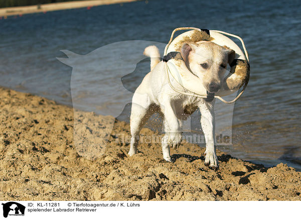 spielender Labrador Retriever / playing Labrador Retriever / KL-11281