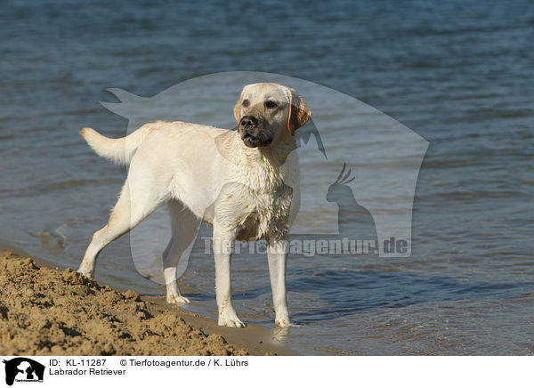 Labrador Retriever / Labrador Retriever / KL-11287