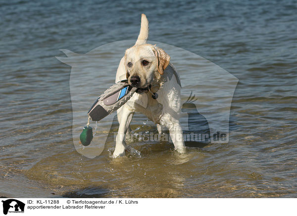 apportierender Labrador Retriever / retrieving Labrador Retriever / KL-11288