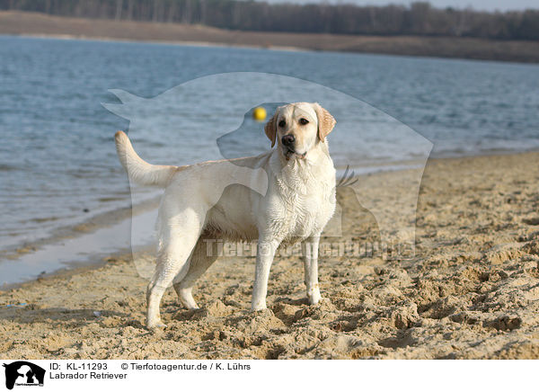 Labrador Retriever / Labrador Retriever / KL-11293