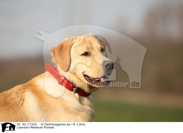 Labrador Retriever Portrait / Labrador Retriever Portrait / KL-11333