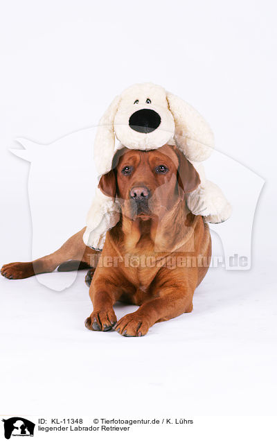 liegender Labrador Retriever / KL-11348
