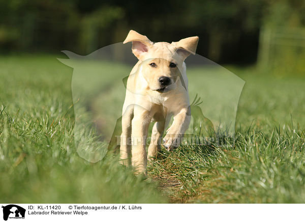 Labrador Retriever Welpe / Labrador Retriever Puppy / KL-11420