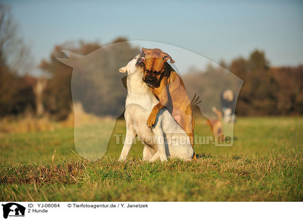 2 Hunde / 2 dogs / YJ-06064