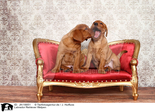 Labrador Retriever Welpen / JH-18851