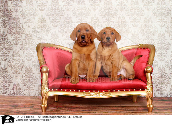 Labrador Retriever Welpen / JH-18853