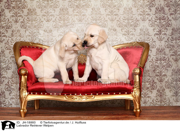 Labrador Retriever Welpen / JH-18860