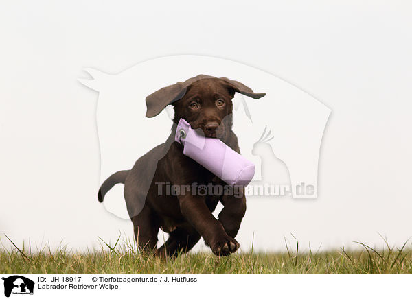 Labrador Retriever Welpe / Labrador Retriever puppy / JH-18917