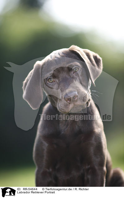Labrador Retriever Portrait / RR-54644