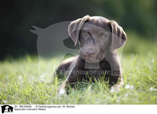 liegender Labrador Welpe / RR-54646