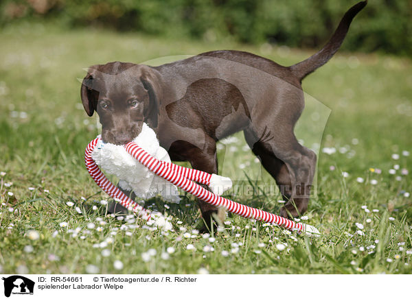 spielender Labrador Welpe / playing Labrador Puppy / RR-54661