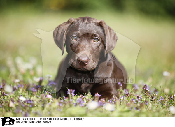 liegender Labrador Welpe / RR-54665
