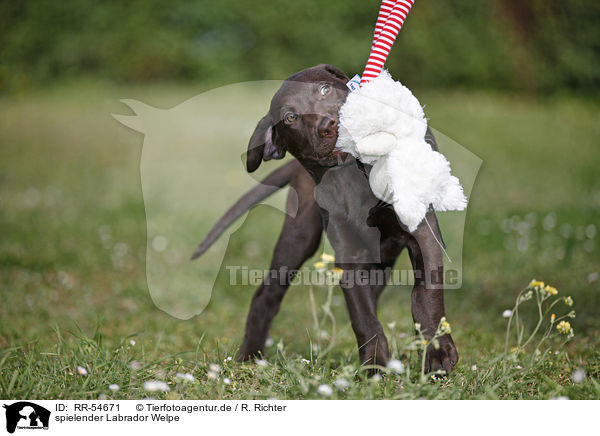 spielender Labrador Welpe / playing Labrador Puppy / RR-54671
