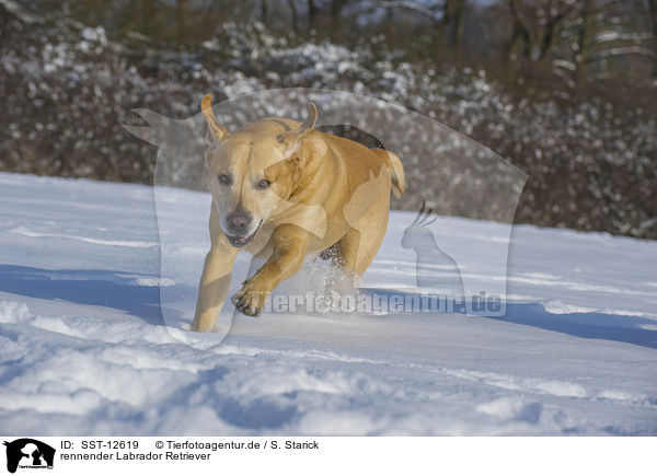 rennender Labrador Retriever / running Labrador Retriever / SST-12619
