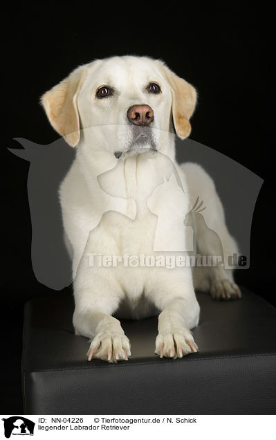 liegender Labrador Retriever / lying Labrador Retriever / NN-04226
