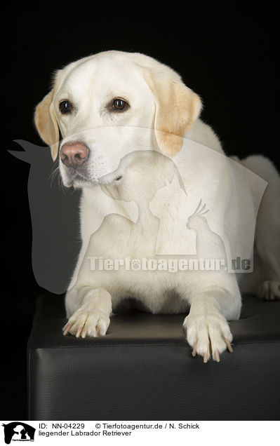 liegender Labrador Retriever / lying Labrador Retriever / NN-04229