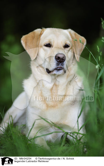 liegender Labrador Retriever / lying Labrador Retriever / NN-04254