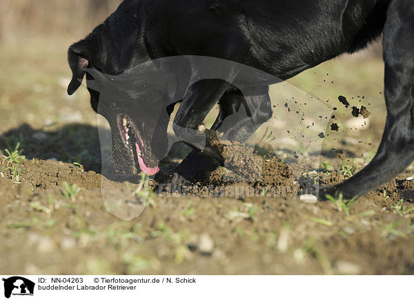 buddelnder Labrador Retriever / digging Labrador Retriever / NN-04263