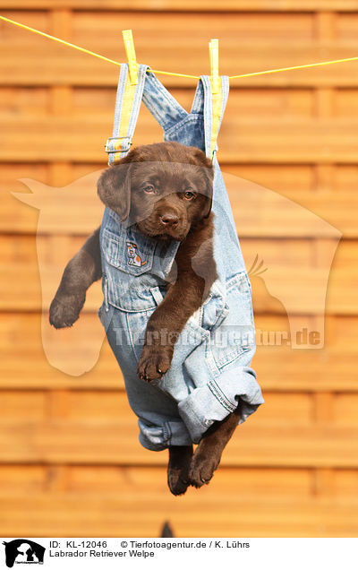 Labrador Retriever Welpe / KL-12046