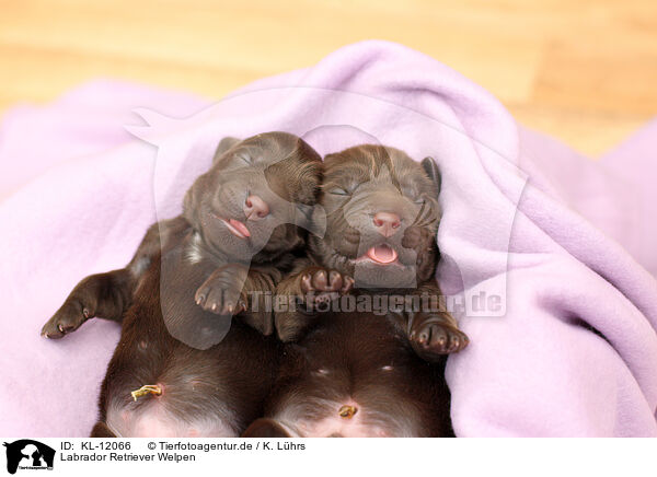 Labrador Retriever Welpen / KL-12066