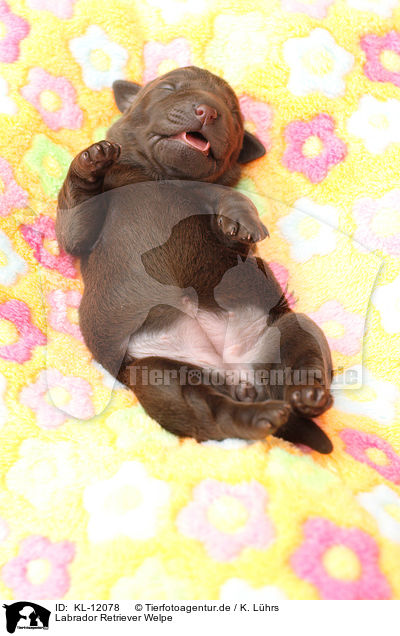 Labrador Retriever Welpe / KL-12078