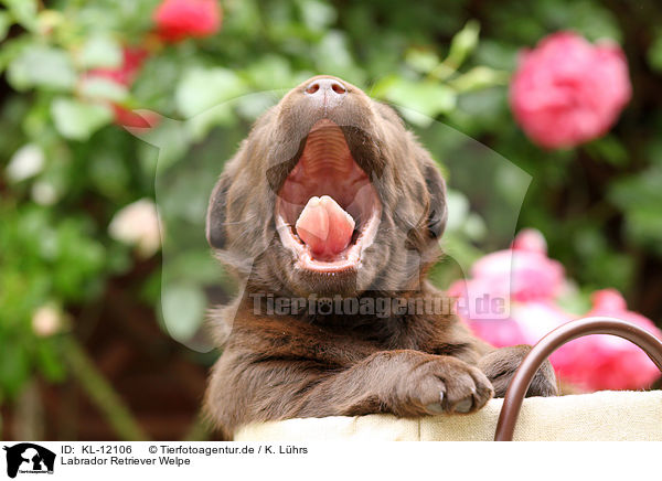 Labrador Retriever Welpe / KL-12106