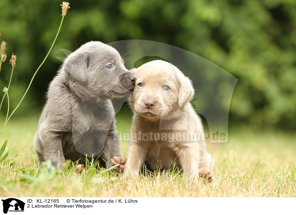 2 Labrador Retriever Welpen / KL-12165