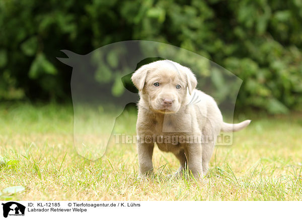 Labrador Retriever Welpe / KL-12185