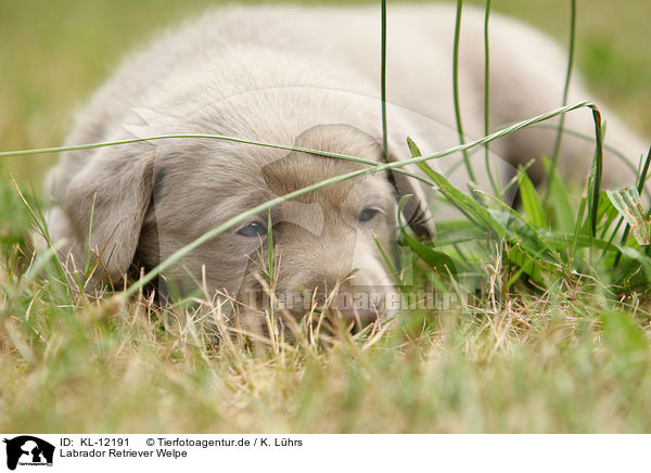 Labrador Retriever Welpe / Labrador Retriever Puppy / KL-12191