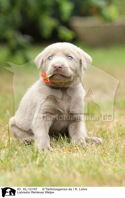 Labrador Retriever Welpe / KL-12197