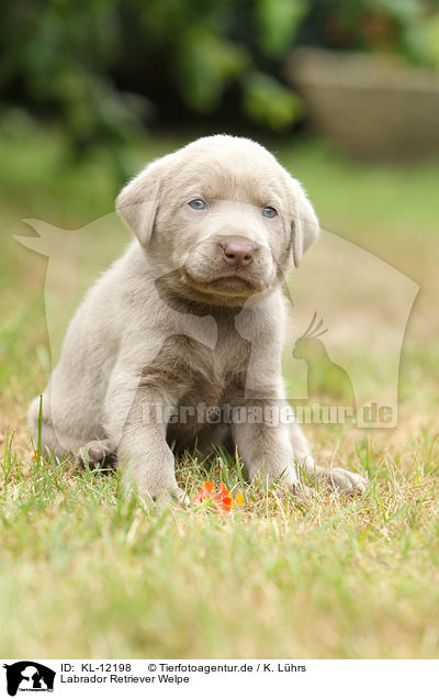 Labrador Retriever Welpe / KL-12198