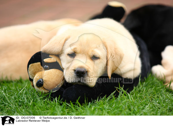 Labrador Retriever Welpe / Labrador Retriever puppy / DG-07006