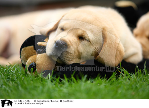 Labrador Retriever Welpe / Labrador Retriever puppy / DG-07009
