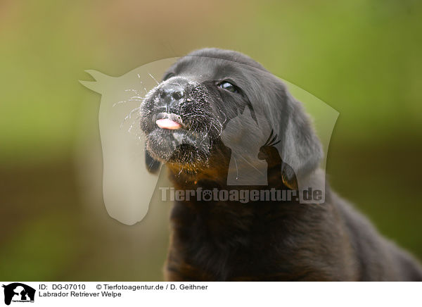 Labrador Retriever Welpe / DG-07010