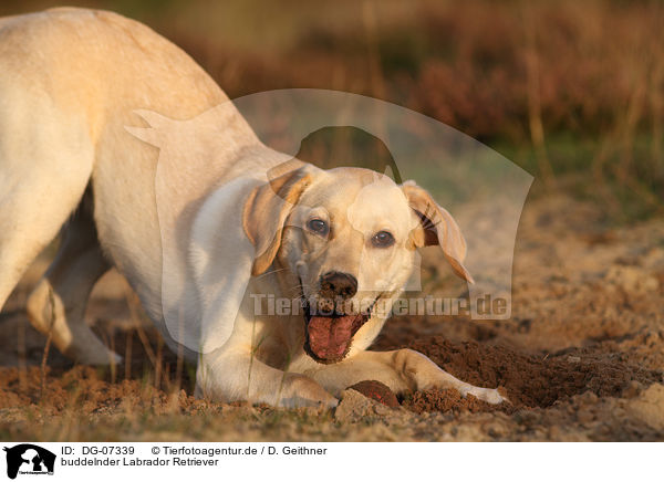 buddelnder Labrador Retriever / digging Labrador Retriever / DG-07339