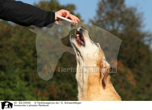 fressender Labrador Retriever / eating Labrador Retriever / SS-34509