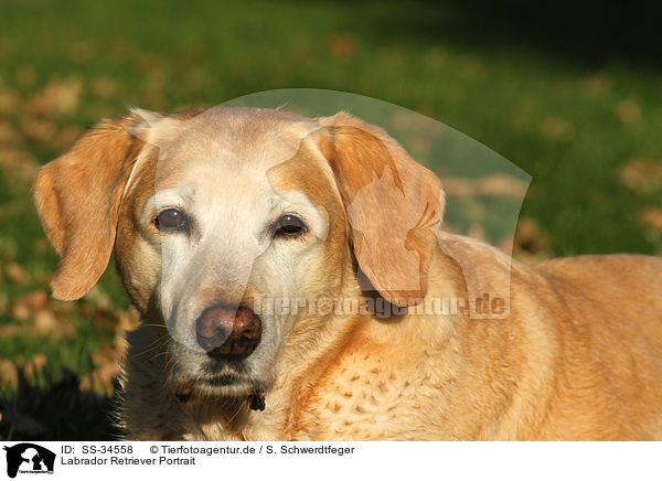 Labrador Retriever Portrait / Labrador Retriever Portrait / SS-34558