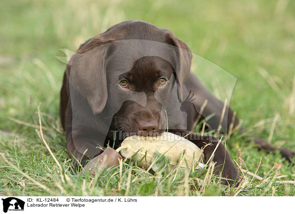 Labrador Retriever Welpe / Labrador Retriever Puppy / KL-12484