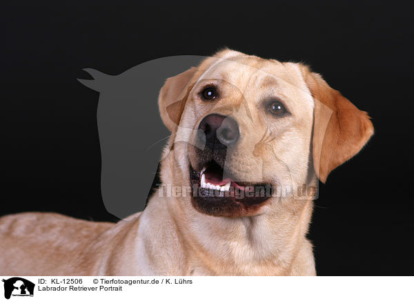 Labrador Retriever Portrait / Labrador Retriever Portrait / KL-12506