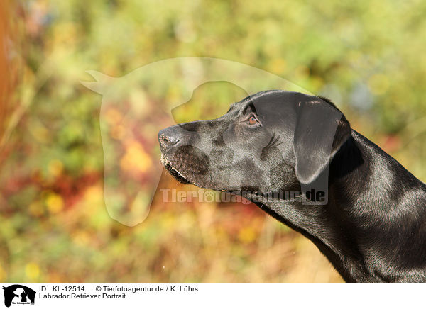 Labrador Retriever Portrait / Labrador Retriever Portrait / KL-12514