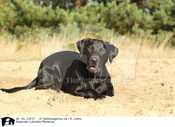 liegender Labrador Retriever / lying Labrador Retriever / KL-12517