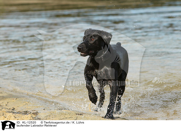 laufender Labrador Retriever / walking Labrador Retriever / KL-12520