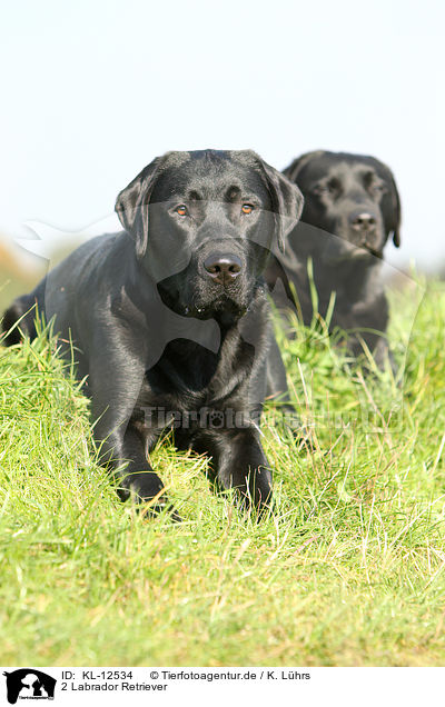 2 Labrador Retriever / 2 Labrador Retriever / KL-12534