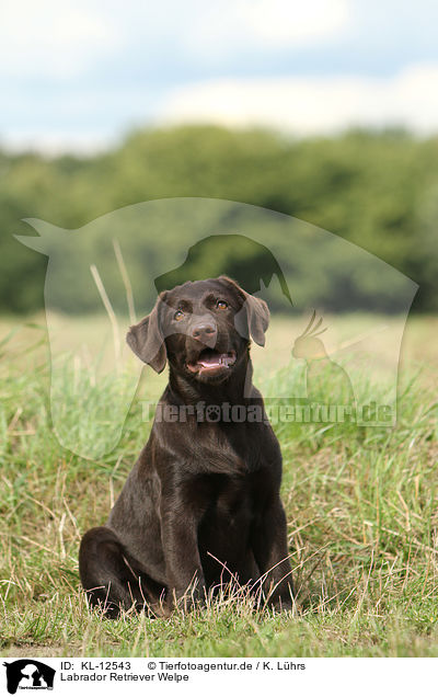 Labrador Retriever Welpe / Labrador Retriever Puppy / KL-12543