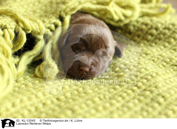 Labrador Retriever Welpe / Labrador Retriever Puppy / KL-12545