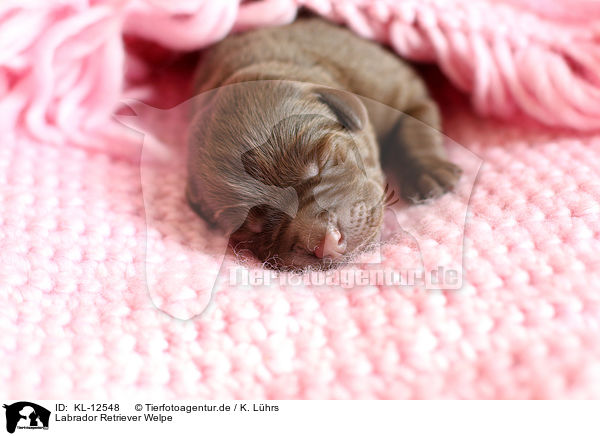 Labrador Retriever Welpe / Labrador Retriever Puppy / KL-12548