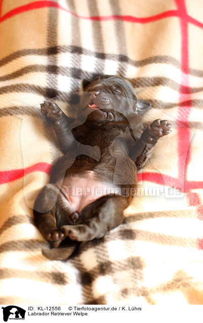 Labrador Retriever Welpe / Labrador Retriever Puppy / KL-12556