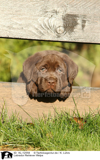Labrador Retriever Welpe / KL-12558