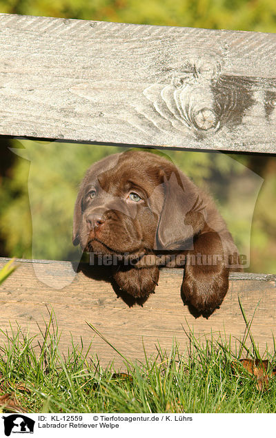 Labrador Retriever Welpe / Labrador Retriever Puppy / KL-12559
